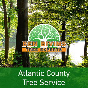 Atlantic County tree service in white font under logo for Ben Bivins Tree Experts, an ideal example of tree companies in Smithville