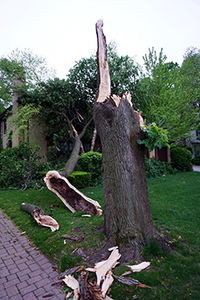 Damaged tree after a storm that needs removal by tree companies in Smithville